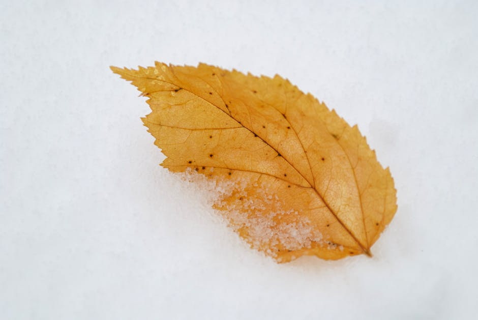 Free stock photo of 4k, forest, happy