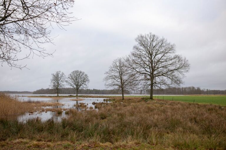 Tranquil rural scene with bare trees reflecting in water under a cloudy sky.