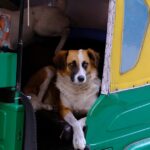 Free stock photo of auto, dog, tuk tuk