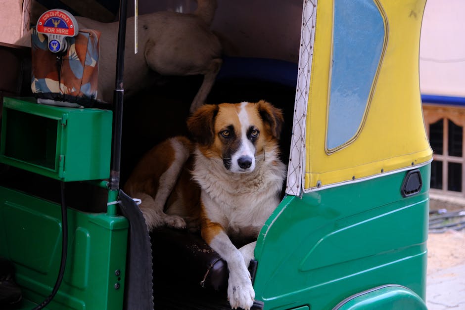 Free stock photo of auto, dog, tuk tuk