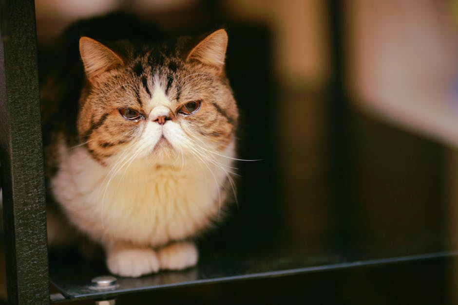 Close-up portrait of an adorable Exotic Shorthair cat indoors with captivating expression.
