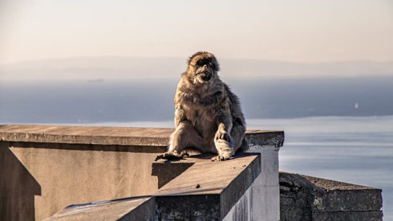 Free stock photo of attraction, british, destination