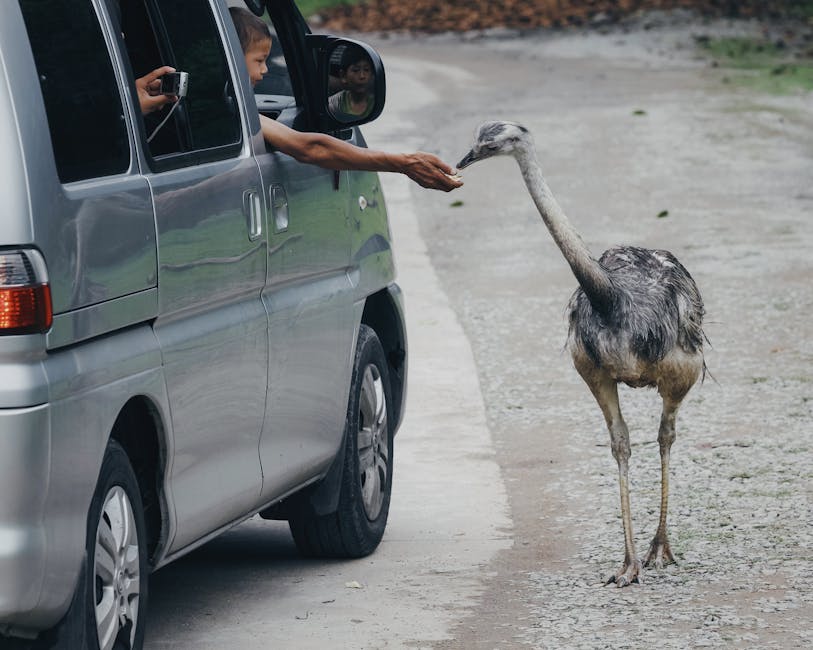A person feeds an ostrich through a van window on a rural road, showcasing wildlife interaction.